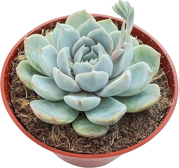 Sprout N Green 4" Echeveria 'Snow Bunny', 1-Pack Live Rare Succulent Potted, Real House Plant for Party Favors Home Indoor Outdoor Garden Wedding Decoration DIY Projects
