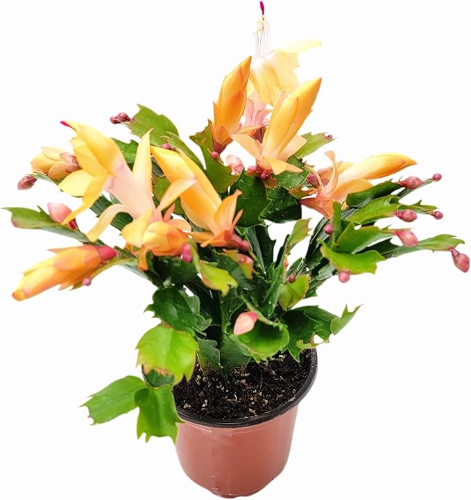 Thanksgiving Cactus, Peach Seasonal Blooms, Live Indoor Plant, Flowering Houseplant, Christmas Cactus, 4-Inch Pot, Holiday Decor, Pet Safe, Free Heat Pack