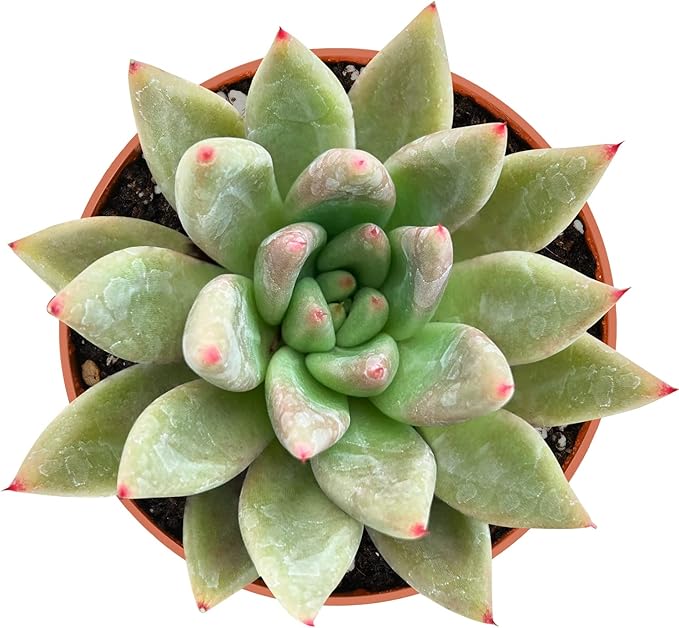Sprout N Green Echeveria Psyche, Live Succulent Fully Rooted in 4" Pot, House Plant for Home Office Wedding Hanging Decoration DIY Project Party Favor, Pets Friendly, Easy to Care