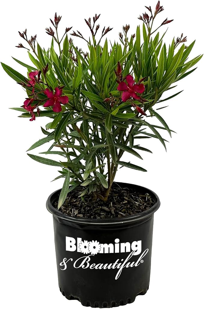 Hardy Red Oleander – 3 gal - Red Flowers on a Large Evergreen Shrub with a Tropical Appeal – Zones 8-10 - Nerium Oleander - 3 Gallon Pot