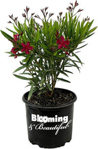 Hardy Red Oleander – 3 gal - Red Flowers on a Large Evergreen Shrub with a Tropical Appeal – Zones 8-10 - Nerium Oleander - 3 Gallon Pot