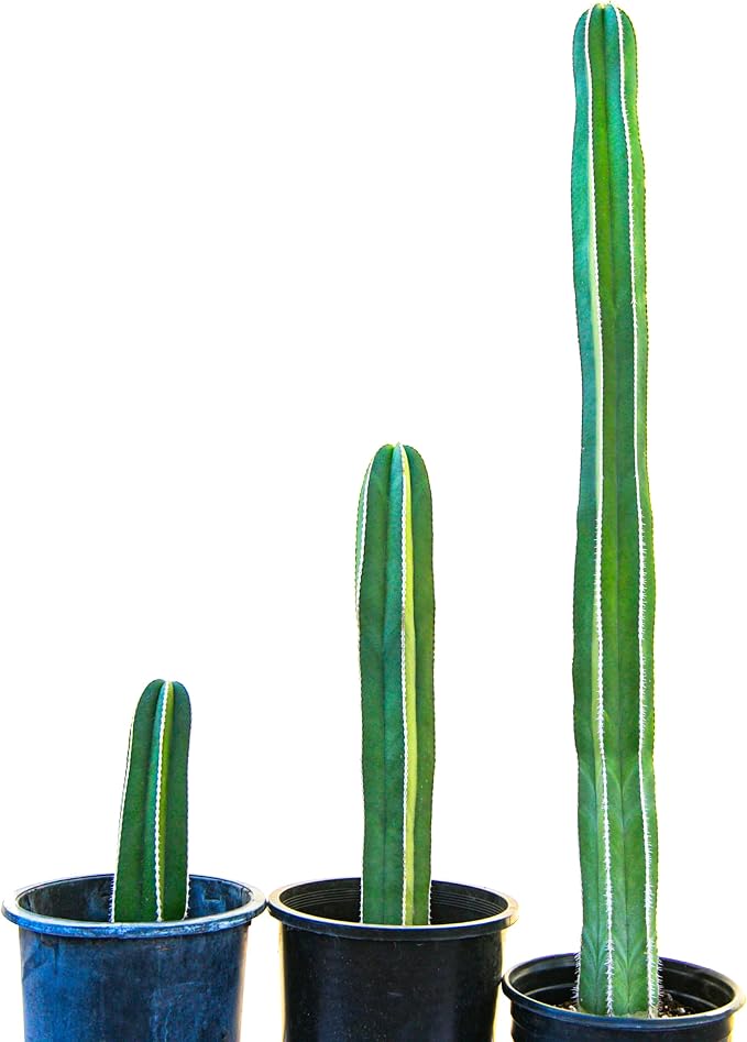 Cactus Outlet - Mexican Fence Post Cacti - Cactus Plants Live, 36”+ Live Plants Indoor & Outdoor Use, Rare Large Live Cactus - Landscape Ready Large Cactus Plant Live Delivered Right to Your Door