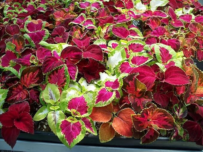 100+ Mixed Coleus Flower Plant Seeds Rainbow Groundcover Flowers Garden Plant