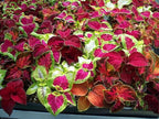 100+ Mixed Coleus Flower Plant Seeds Rainbow Groundcover Flowers Garden Plant
