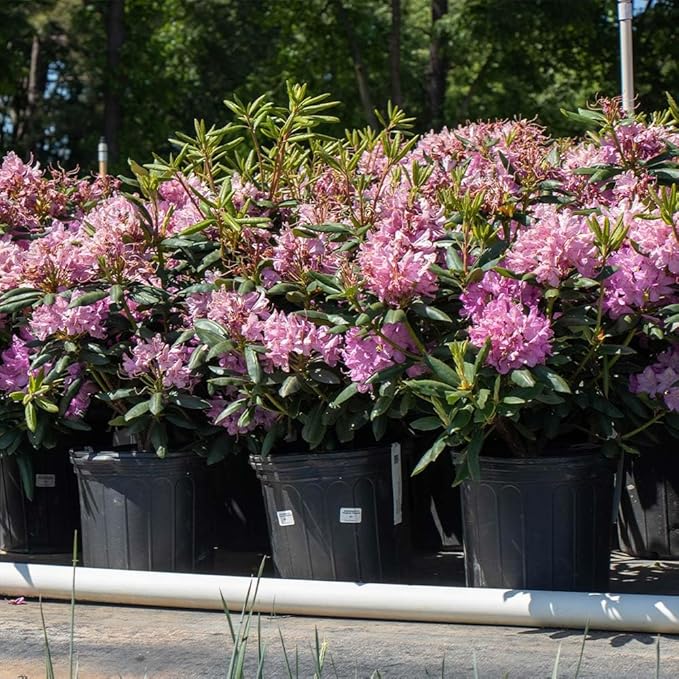 Brighter Blooms - Lavender Rhododendron Shrub, 1 Gallon - No Shipping to AK, AZ, HI