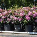 Brighter Blooms - Lavender Rhododendron Shrub, 1 Gallon - No Shipping to AK, AZ, HI