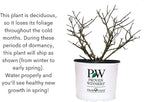 Pugster Buddleia, True-Blue Flowers, 2 Gal. (Pugster Blue)