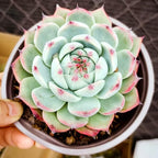 Sprout N Green Echeveria Succulent Collection, 3 Live Succulent Plant Fully Rooted in 2inch Starter Pot, Home Office Indoor Outdoor Wedding Decoration DIY Projects Party Favor