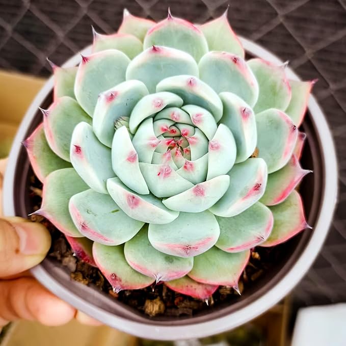 Sprout N Green Echeveria Succulent Collection, 3 Live Succulent Plant Fully Rooted in 2inch Starter Pot, Home Office Indoor Outdoor Wedding Decoration DIY Projects Party Favor
