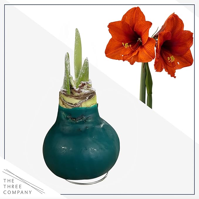 Waxed Amaryllis Bulb 2-Pack – Green Wax with Red Blooms – Live Holiday Gift Plant, Easy Care, No Watering Needed