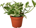 Pothos 'N'joy' Live Plant for Indoor | Different Houseplants in 4'' & 6'' Pot | Real House Plant for Living Room, Office, Desk & Bathroom | Epipremnum Aureum