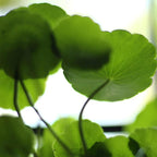 CarpetC 400+ Gotu Kola Seeds for Planting, Ornamental Plants Centella Hydrocotyle vulgaris, Pennywort Aquatic Plant with Round Coin-Shaped Leaves for Ponds, Aquariums & Container Gardens