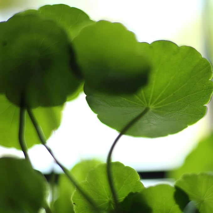 CarpetC 400+ Gotu Kola Seeds for Planting, Ornamental Plants Centella Hydrocotyle vulgaris, Pennywort Aquatic Plant with Round Coin-Shaped Leaves for Ponds, Aquariums & Container Gardens