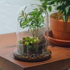 NCYP Glass Cloche Dome with Air Hole and Base, 5.9 x 5.9 x 8.2 Inches, Clear Terrarium Planter for Venus Flytrap, Small Plants, Home Indoor Tabletop Decoration (No Plants)