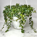 String of Turtles | Peperomia Prostrata | String of Turtles Plant | Turtle Peperomia | Nontoxic Plant | Pet Safe Houseplant | Long Trailing (Heat Pack Included)