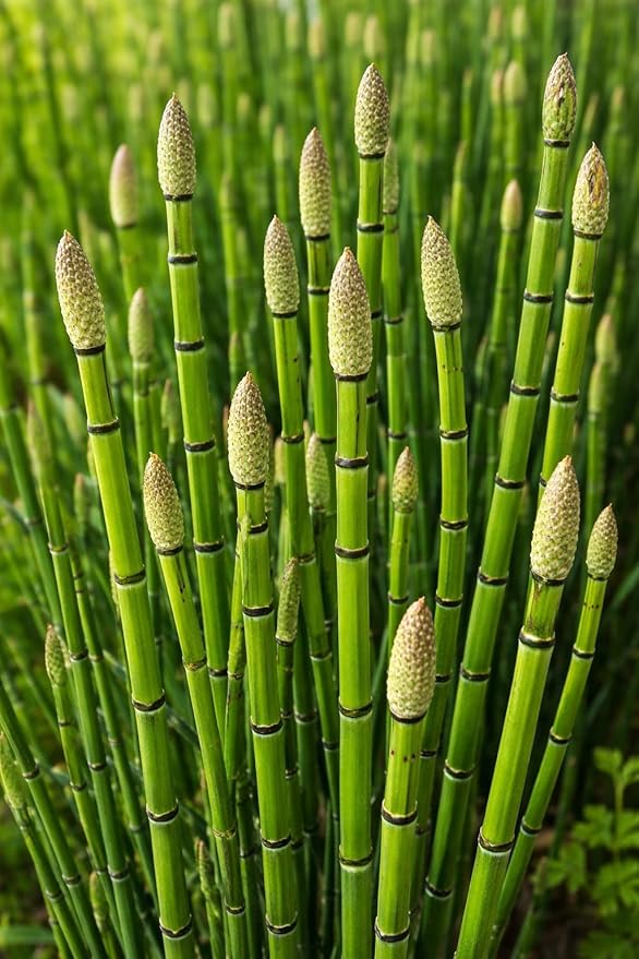 Horsetail Plant Cuttings (Equisetum Hyemale) – Live Rooted Starts for Ponds & Wet Areas – Hardy Perennial, Easy to Grow – Natural Privacy & Water Garden Plant (6 Cuttings)