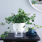 Oliz 6 Inch Self Watering Plastic Plant Pots for Indoor Plants - 3 Pack White Orchid Planters with Wick Ropes & Drainage Holes, Modern Decorative Garden Pots with Water Reservoir