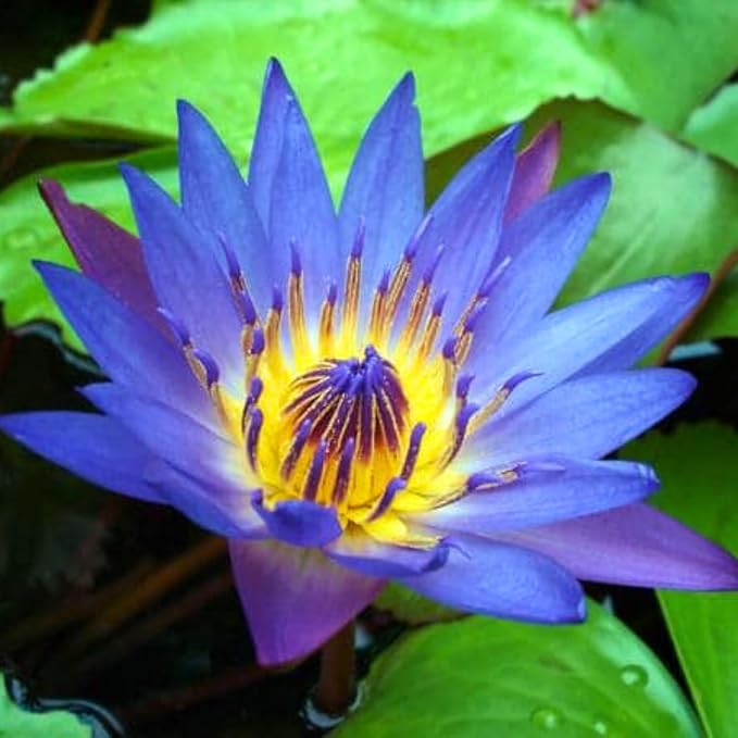 Live Waterlilies Rhizome Tuber Pre-Grown Tropical Waterliles Freshwater Indoor-Outdoor Pond Decoration Blue Flower
