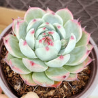 Sprout N Green Echeveria Succulent Collection, 3 Live Succulent Plant Fully Rooted in 2inch Starter Pot, Home Office Indoor Outdoor Wedding Decoration DIY Projects Party Favor