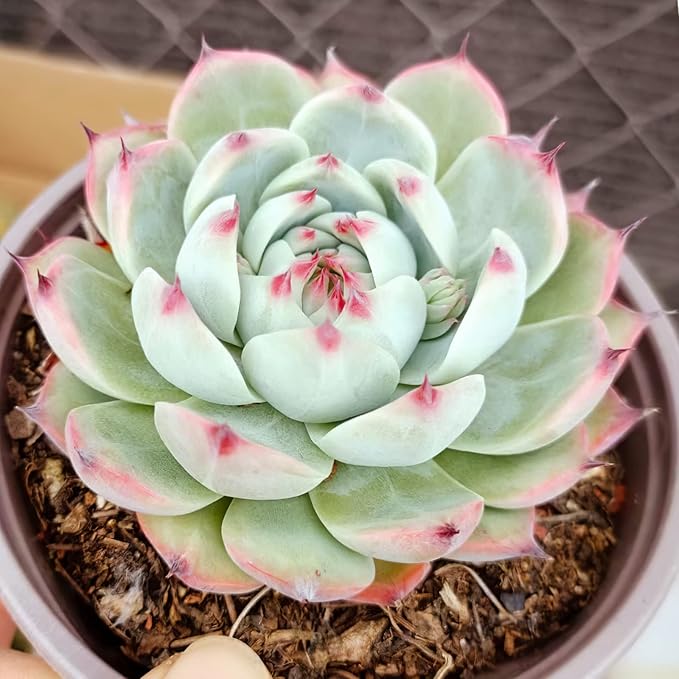 Sprout N Green Echeveria Succulent Collection, 3 Live Succulent Plant Fully Rooted in 2inch Starter Pot, Home Office Indoor Outdoor Wedding Decoration DIY Projects Party Favor