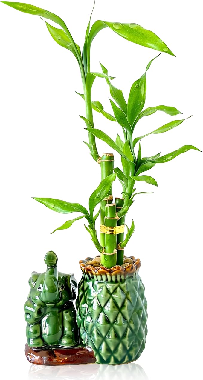 Lucky Bamboo 3-Stalk (2×6″ + 1×8″) Live Indoor Plant Set – Elephant & Pineapple Ceramic Pot with Pebble Bag