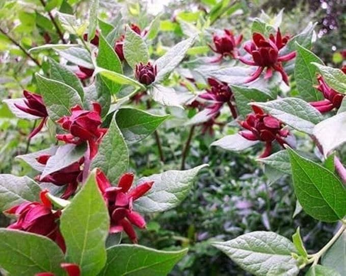 Carolina Allspice (Sweet Shrub) - 6-18" Tall Bush - Quart Pot - Live Plant - Calycanthus floridus