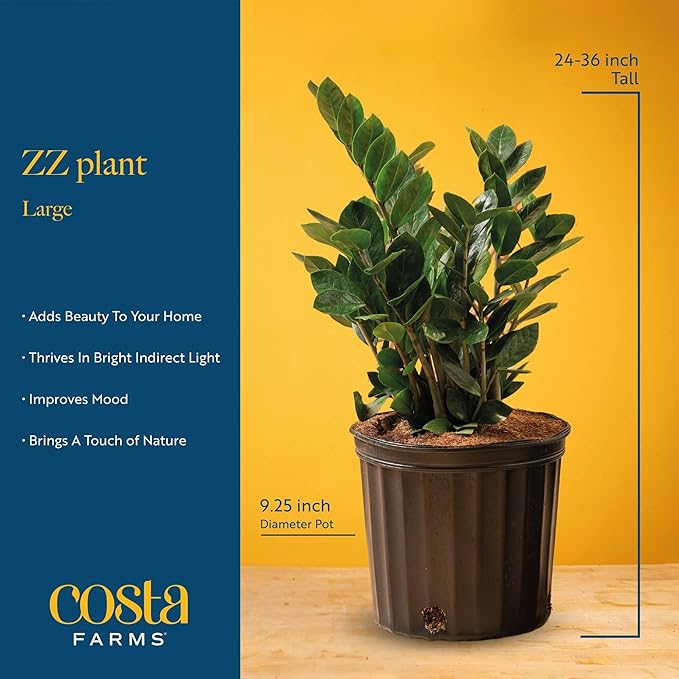 Costa Farms ZZ Live Plant in Decorative Pot, Easy to Maintain, Large Air Purifying Indoor Houseplant, Perfect for Home, Room, or Office Decor, Great House Warming or Birthday Gift, 2-3 Feet Tall