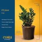 Costa Farms ZZ Live Plant in Decorative Pot, Easy to Maintain, Large Air Purifying Indoor Houseplant, Perfect for Home, Room, or Office Decor, Great House Warming or Birthday Gift, 2-3 Feet Tall