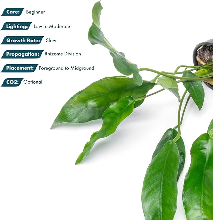 SubstrateSource Anubias Live Aquarium Plants - Potted Freshwater Plant for Fish Tanks, Terrariums - Beginner Friendly Low Light (Short and Sharp, Mother Plant)