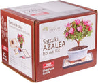 Brussel's Bonsai - Live Satsuki Azalea Bonsai Tree Kit, Outdoor Flowering Bonsai Tree Live Plant with Bonsai Pot, Soil and Tray, Easy Care Bonsai Starter Kit for Patio Garden (Medium)