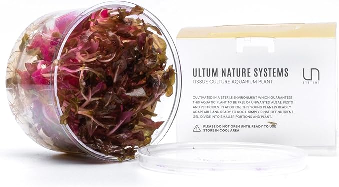 Ultum Nature Systems Alternanthera Reineckii Rosanervig Red Stem Tissue Culture Live Plant for Aquarium, Aquascape, Freshwater Fish Tanks - 100% Snail Free in Vitro