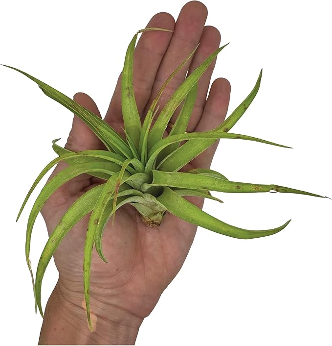 ragnaroc Air Plants - Tillandsia Capitata (Peach), Large 5-7” - 2 ct - Live Arrival Guaranteed - House Plants for Home Decor & Gift