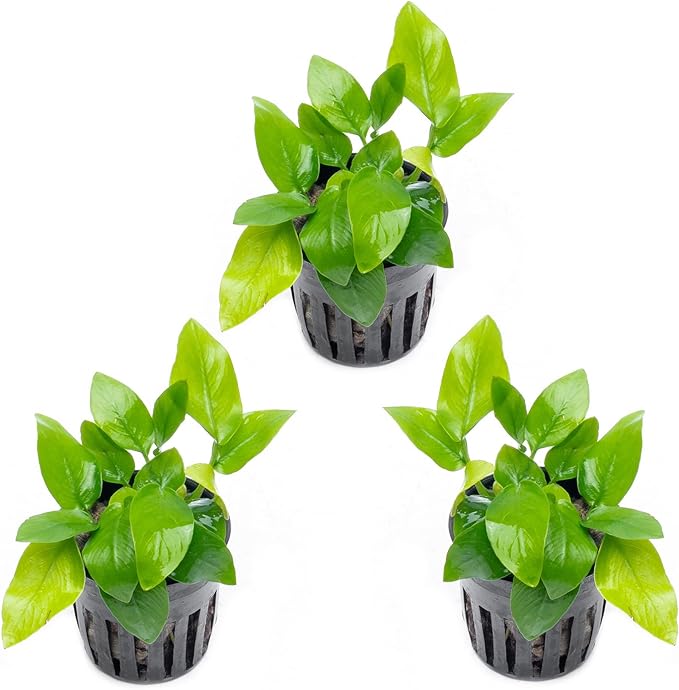 SubstrateSource Anubias Live Aquarium Plants - Potted Freshwater Plant for Fish Tanks, Terrariums - Beginner Friendly Low Light (Nana Golden, 3 Pots)