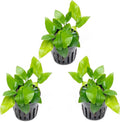 SubstrateSource Anubias Live Aquarium Plants - Potted Freshwater Plant for Fish Tanks, Terrariums - Beginner Friendly Low Light (Nana Golden, 3 Pots)