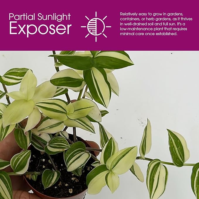 Tradescantia Fluminensis Live Plant - Variegated Wandering Jew - Small Leaf Spiderwort Ideal for Home & Office Decor - Low Maintenance Easy to Grow and Maintain Air Purifying Houseplant