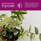 Tradescantia Fluminensis Live Plant - Variegated Wandering Jew - Small Leaf Spiderwort Ideal for Home & Office Decor - Low Maintenance Easy to Grow and Maintain Air Purifying Houseplant