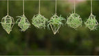 Gold Hanging Air Plants Holders Small Tillandsia Airplants Hangers 6 Pack Geometric Wire Himmeli Air Fern Display Planter with Chains Airferns Metal Hanging Holders