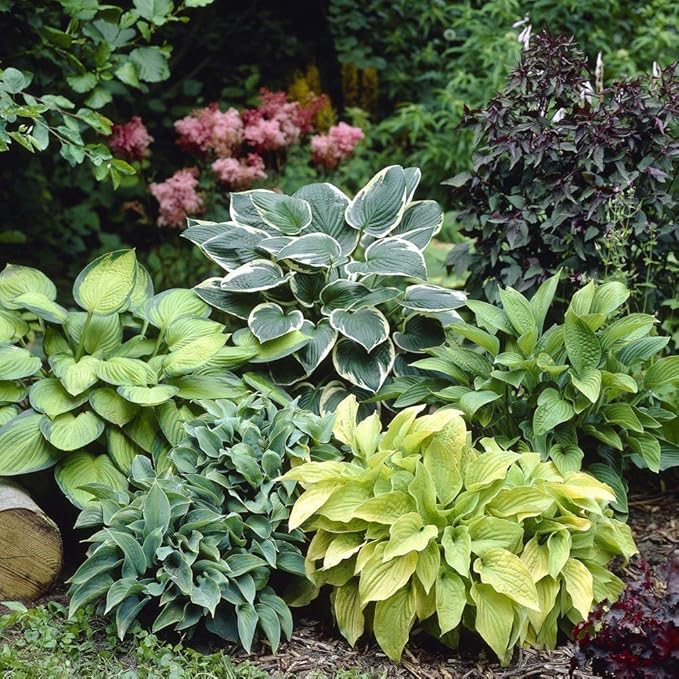 Mixed Hosta Perennials (6 Pack of Bare Roots) - Great Hardy Shade Plants