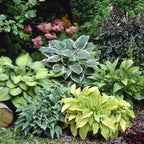 Mixed Hosta Perennials (6 Pack of Bare Roots) - Great Hardy Shade Plants