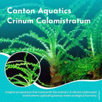 Live Aquarium Crinum Calamistratum Plant - Improve Water Quality - Promotes Aquatic Breeding - Fast Growth, Long Lasting & Easy to Care - 1 Crinum Calamistratum Plant, Green