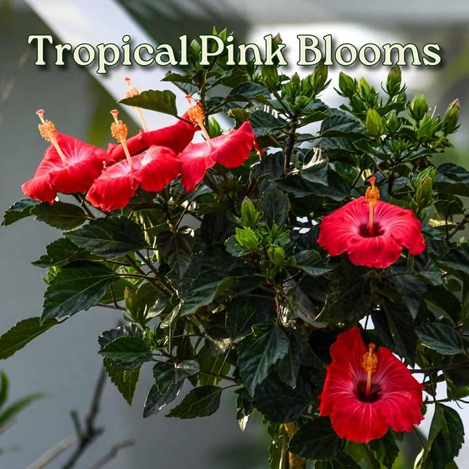 Hibiscus Tree Live - Pink Flowers - Overall Height 38" to 44", 3 Gallon Pot - Tropical Plants of Florida