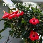 Hibiscus Tree Live - Pink Flowers - Overall Height 38" to 44", 3 Gallon Pot - Tropical Plants of Florida