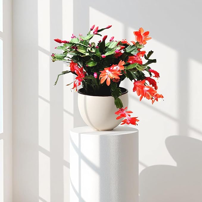 Thanksgiving Cactus, Live Indoor Plant, Flowering Houseplant, Christmas Cactus, Red Seasonal Blooms, 4-Inch Pot, Pet Safe Holiday Decor, Free Heat Pack