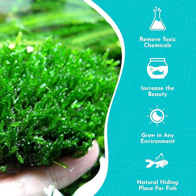 Flame Moss, 3 Pack 4 oz Cup - Live Aquarium Plants Freshwater, Live Moss for Aquariums, Taxiphyllum 'Flame' - Educational Guide Beginner Care