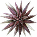 Mangave 'Blazing Saddles' (1.5" Plug) - Live Succulent Plant, Agave Like Rosette, Low Maintenance Indoor Outdoor Plant for Home Garden Decor, Beginner-Friendly Live Plants