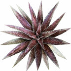 Mangave 'Blazing Saddles' (1.5" Plug) - Live Succulent Plant, Agave Like Rosette, Low Maintenance Indoor Outdoor Plant for Home Garden Decor, Beginner-Friendly Live Plants