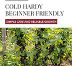 3 Black Currant Plants Live Seedlings | Edible Berry Bushes | Cold Hardy Fruit Shrubs | Outdoor Garden Planting | Backyard Landscaping (3 Seedlings)