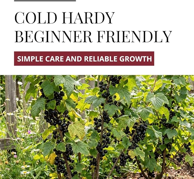 3 Black Currant Plants Live Seedlings | Edible Berry Bushes | Cold Hardy Fruit Shrubs | Outdoor Garden Planting | Backyard Landscaping (3 Seedlings)