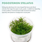 SubstrateSource Live Plant - Pogostemon Stellatus (Pogostemon stellatus) - Background Stem, Snail-Free in Vitro Aquarium Plant - Tissue Culture