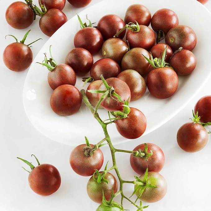 Bonnie Plants Black Cherry Tomato, 19.3 oz., 4-Pack, Live Plants